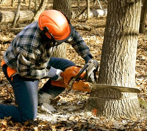 Tree Removal in Millington, IL